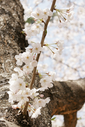 sakura_01.jpg
